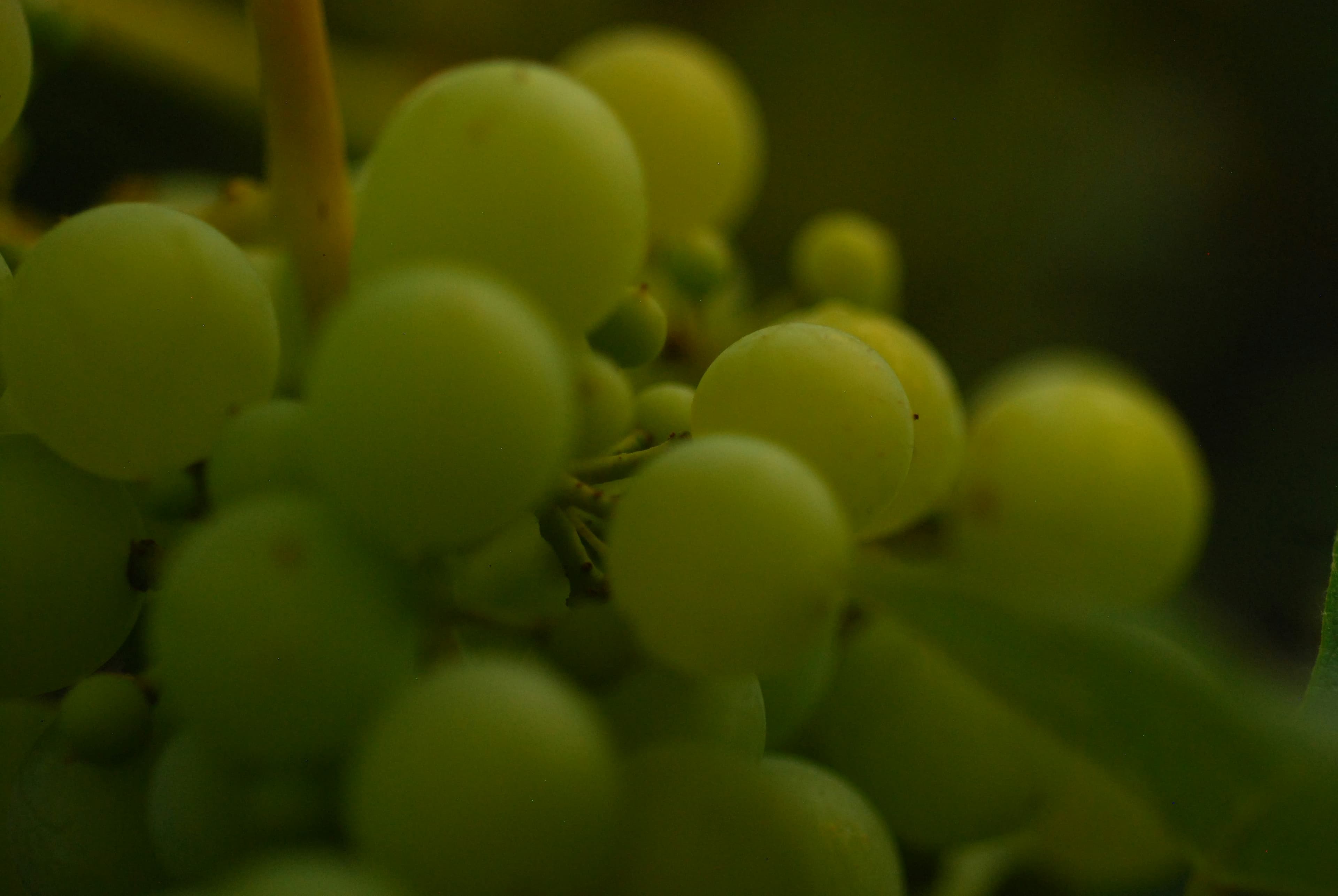 Vinho Verde,  An Introduction to a Unique Wine