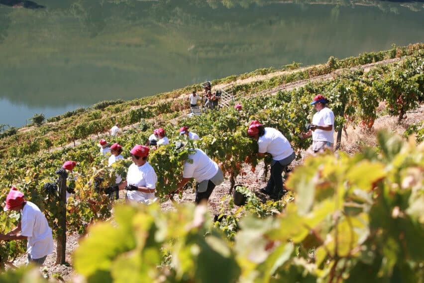 The Harvest in the Douro Valley