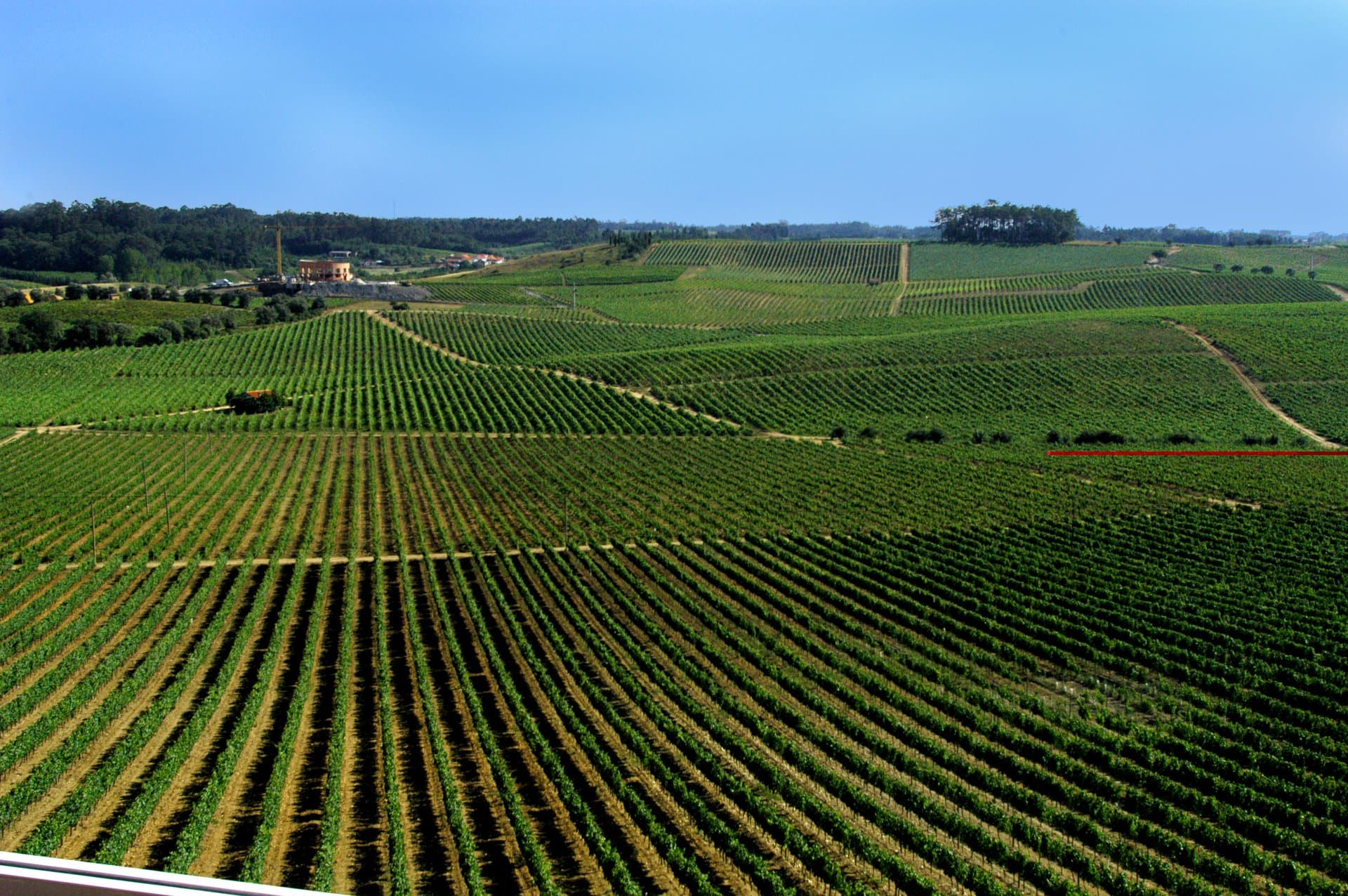 Bairrada, Land of Suckling Pig and Sparkling Wine