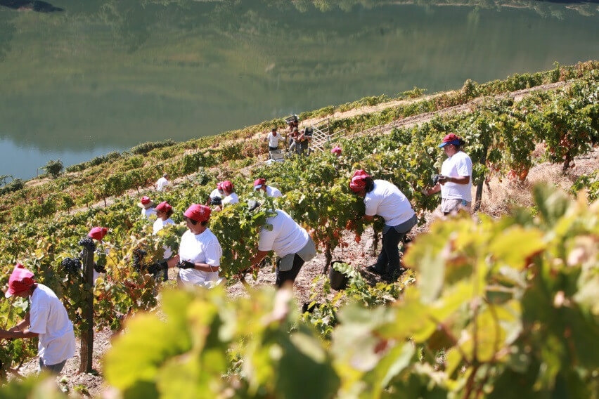 The Harvest in the Douro Valley