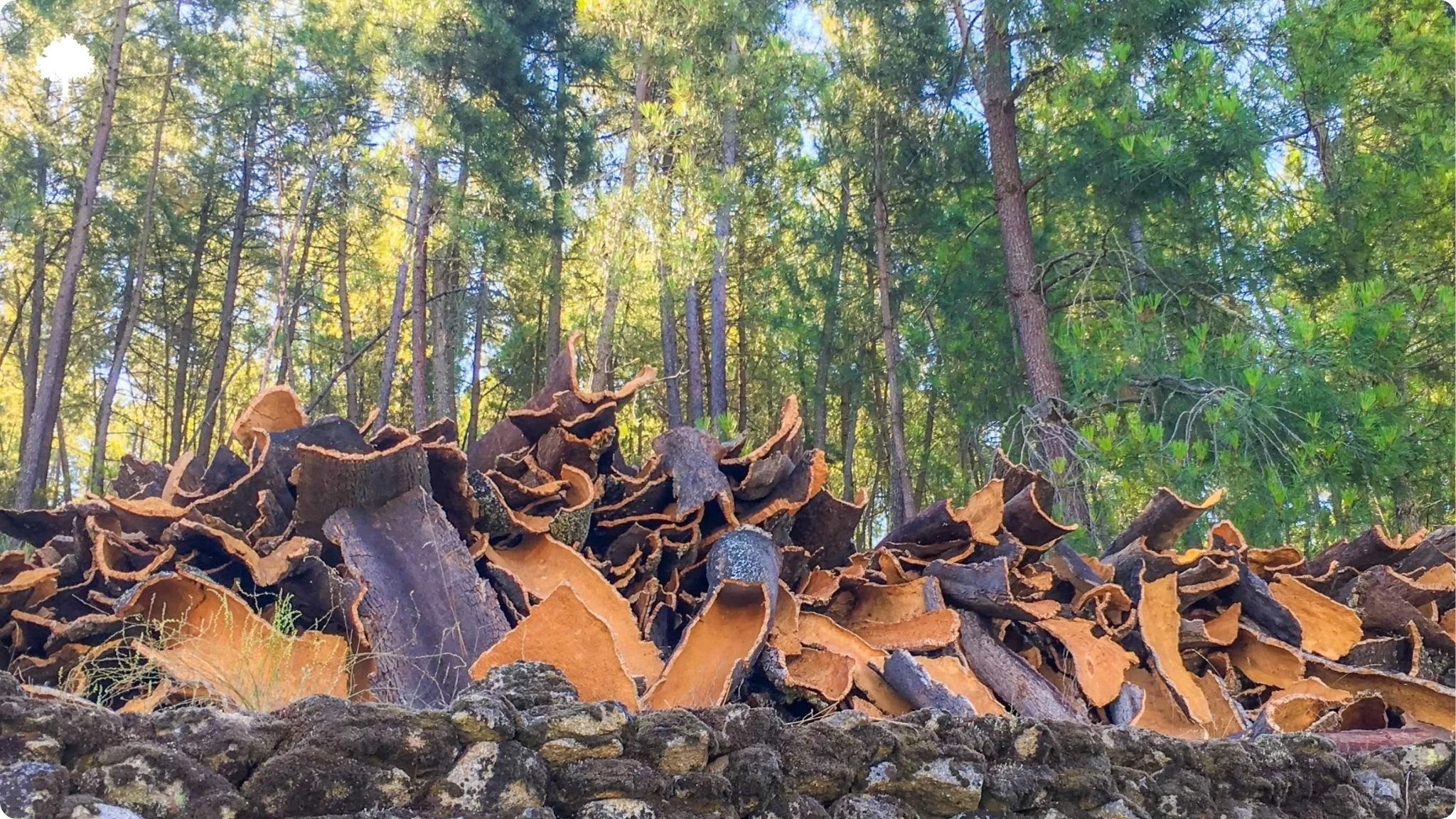 Cork, a National Treasure