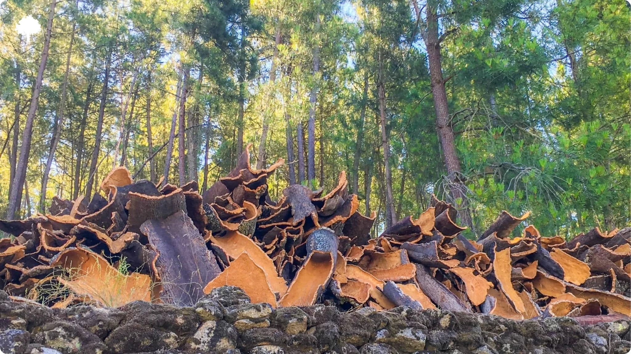 Cork, a National Treasure