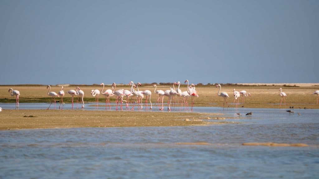 Ria Formosa Natural Park, the paradise of migratory birds